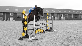 世界青少年马术锦标赛中国骑手令人期待,全国青少年马术锦标赛